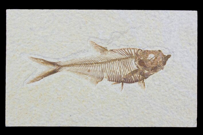Detailed, Diplomystus Fossil Fish - Wyoming #79071